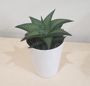 2" Haworthia Limafolia